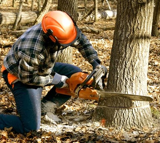 Tree Removal in Gresham, WI